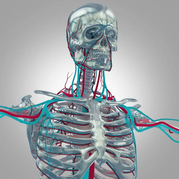 Modelo de anatomía esqueleto humano — Foto de Stock