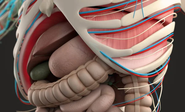 Insan anatomisi modeli — Stok fotoğraf