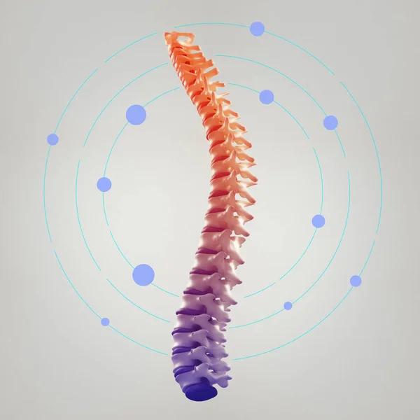 Modelo da coluna vertebral humana — Fotografia de Stock