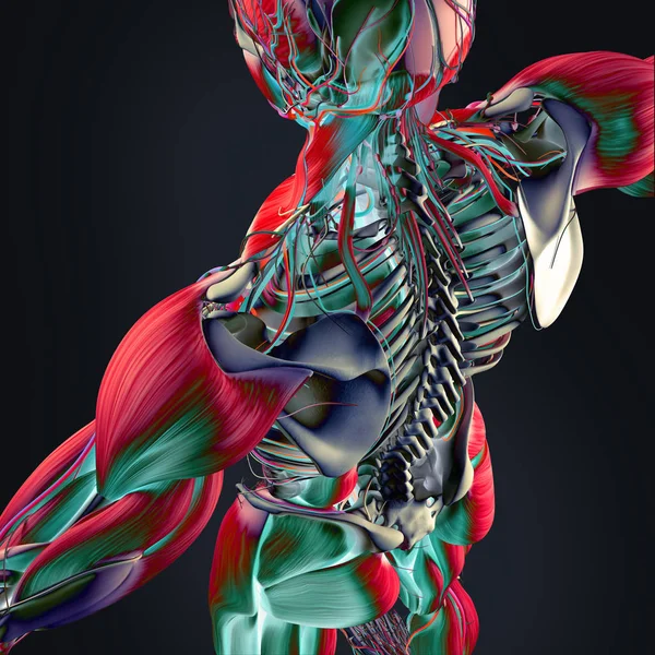 İnsan anatomisi arka modeli — Stok fotoğraf