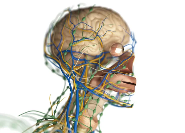 Lidský mozek impulzní systém — Stock fotografie