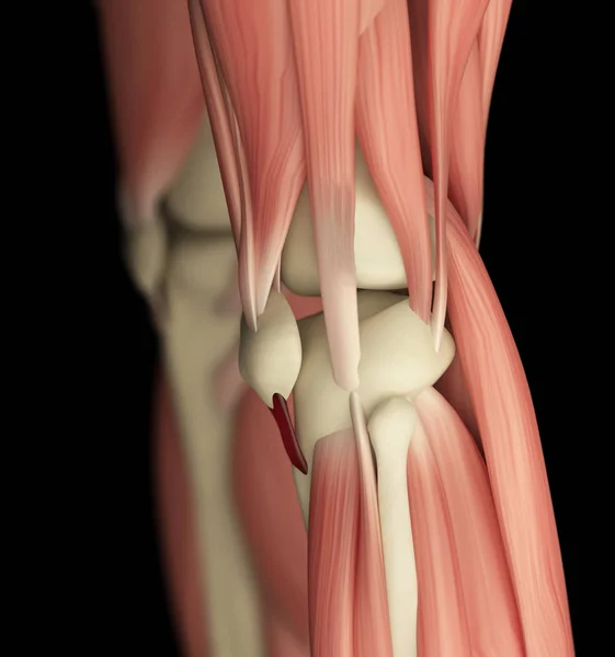 Detalhes da anatomia do joelho humano — Fotografia de Stock