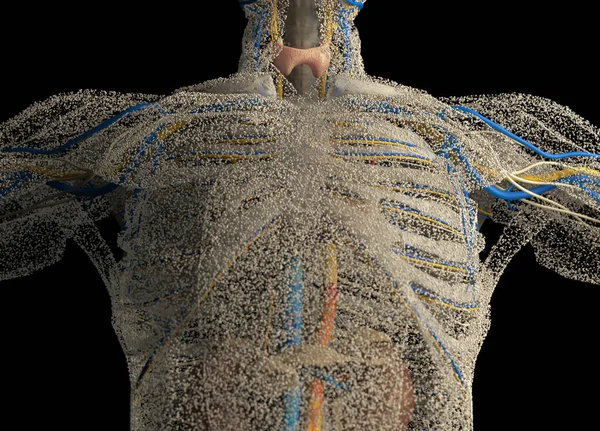 Model de anatomie toracică masculină — Fotografie, imagine de stoc