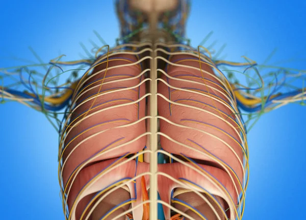 Modèle d'anatomie du dos humain — Photo