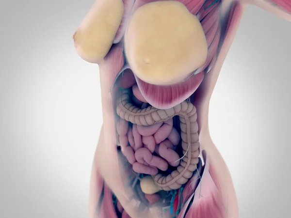 Анатомия женского туловища — стоковое фото