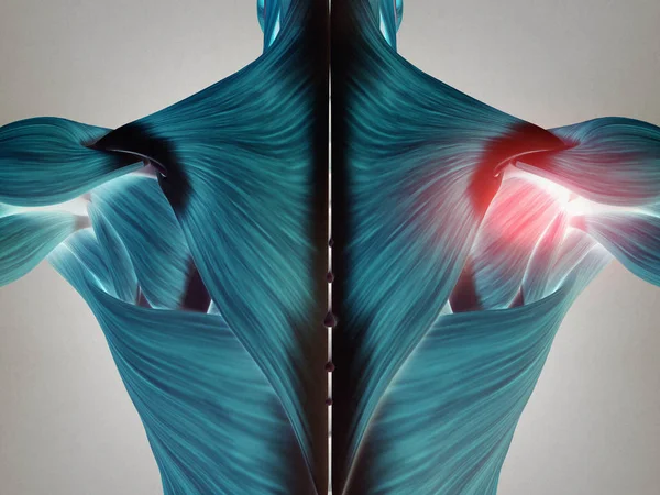 Manlig torso ryggmusklerna — Stockfoto