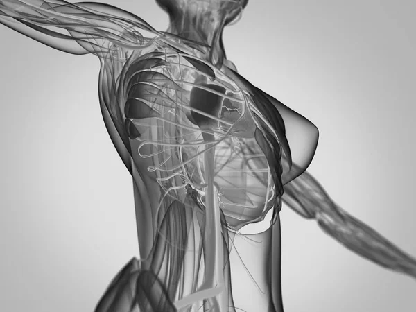 Female body anatomy — Stock Photo, Image