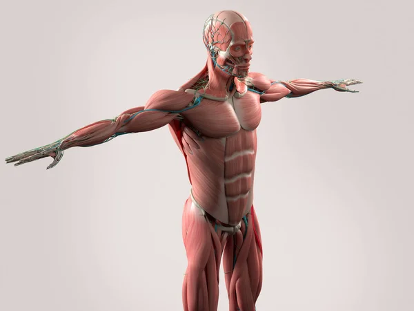 Menselijke anatomie model — Stockfoto