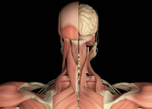 Anatomía de cabeza humana vista posterior — Foto de Stock