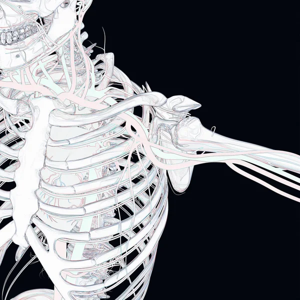 Скелет человека с сосудистой системой — стоковое фото