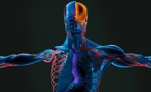 Male anatomy model — Stock Photo, Image