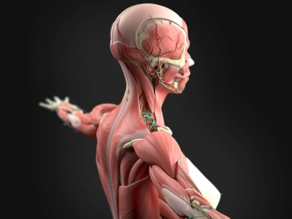 Anatomia ciała kobiety — Zdjęcie stockowe