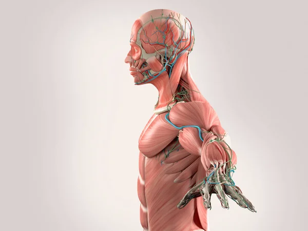 Male anatomy model — Stock Photo, Image