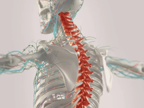 Modelo da coluna vertebral humana — Fotografia de Stock