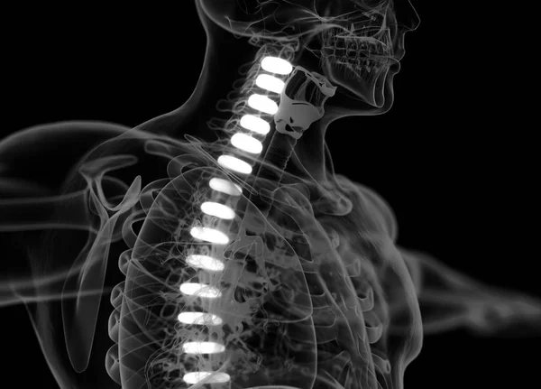 Human spine discs anatomy model — Stock Photo, Image