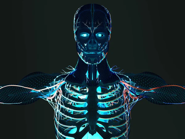 Human anatomy model — Stock Photo, Image