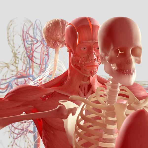 人間の解剖学の分解図 — ストック写真
