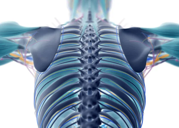 Modelo de anatomia das costas humanas — Fotografia de Stock