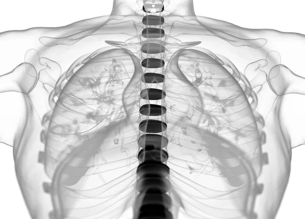 Modelo de anatomia dos discos da coluna vertebral humana — Fotografia de Stock
