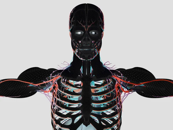 Modell der menschlichen Anatomie — Stockfoto