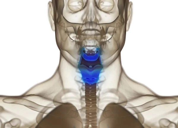 Modelo de anatomia da glândula tireóide humana — Fotografia de Stock
