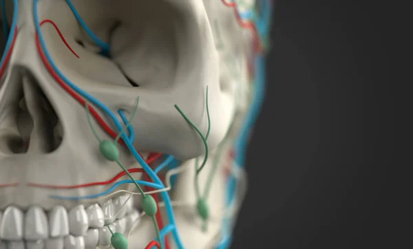 Anatomia człowieka modelu — Zdjęcie stockowe