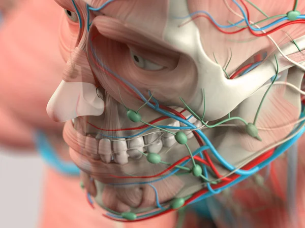 Model anatomii głowy człowieka — Zdjęcie stockowe