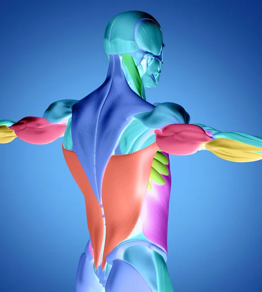 Mięśnie pleców męskiego torsu — Zdjęcie stockowe
