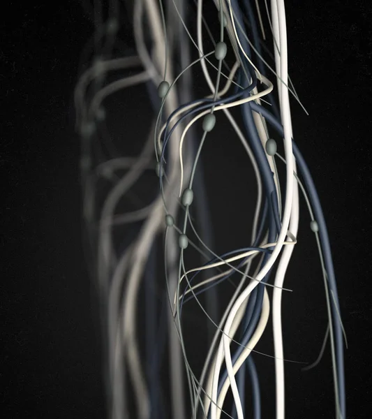 Детали анатомии колена человека — стоковое фото