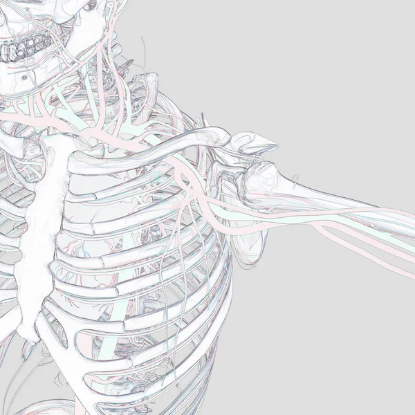 Squelette humain avec système vasculaire — Photo