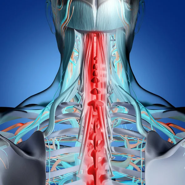 Model anatomia człowieka szyi i kręgosłupa — Zdjęcie stockowe