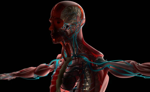 Modello anatomico maschile — Foto Stock