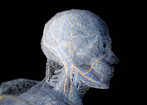 Az emberi anatómia fej — Stock Fotó