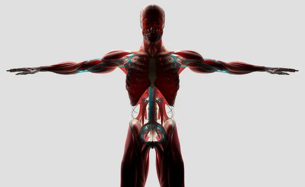 Anatomia człowieka modelu — Zdjęcie stockowe