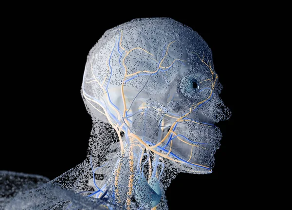 Cabeça de anatomia humana — Fotografia de Stock