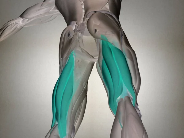 腘绳肌组解剖模型 — 图库照片