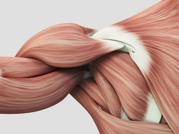 背中に肩周辺の解剖学 — ストック写真