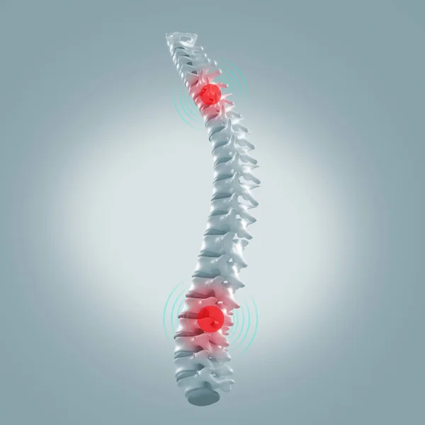 Modelo da coluna vertebral humana — Fotografia de Stock