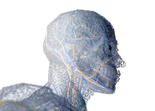 Menselijke anatomie hoofd — Stockfoto