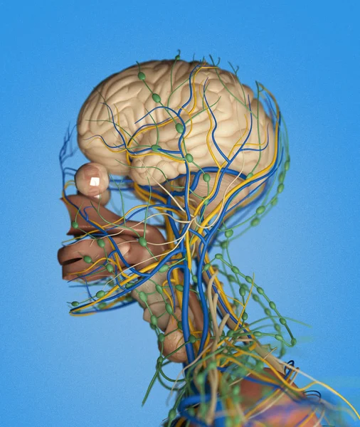 Sistema de impulso cerebral humano — Fotografia de Stock