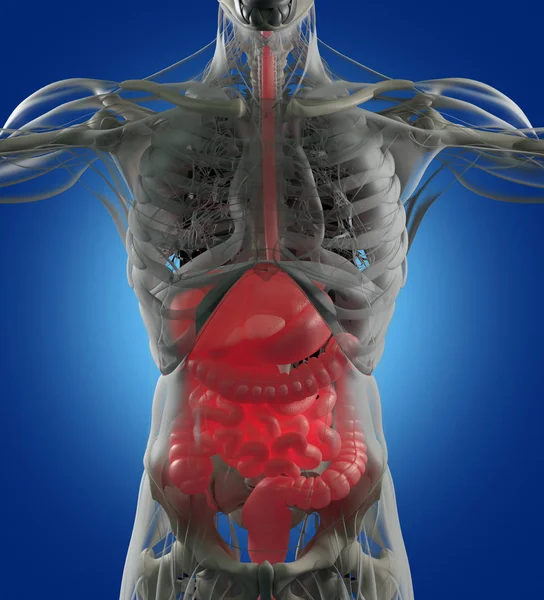 Modelo de anatomía del sistema digestivo — Foto de Stock