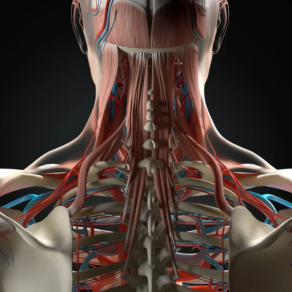 Modèle d'anatomie du cou et de la colonne vertébrale humaine — Photo
