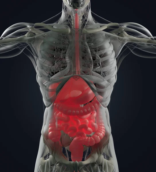 Modelo de anatomía del sistema digestivo —  Fotos de Stock
