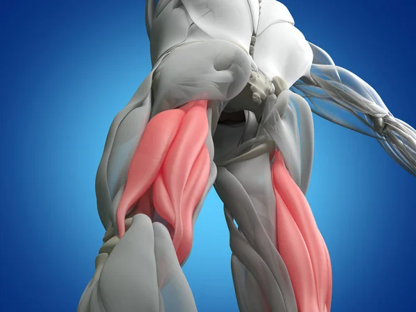Ścięgno podkolanowe mięśnie grupy Anatomia modelu — Zdjęcie stockowe
