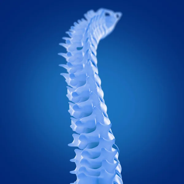 Modelo da coluna vertebral humana — Fotografia de Stock