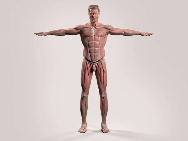 Human anatomy model — Stock Photo, Image