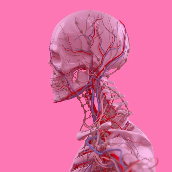 ヒトの頭部解剖学モデル — ストック写真