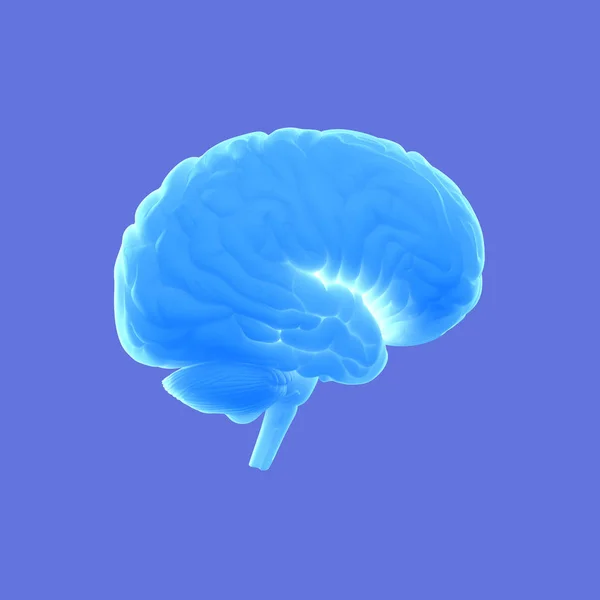 İnsan beyni modeli — Stok fotoğraf