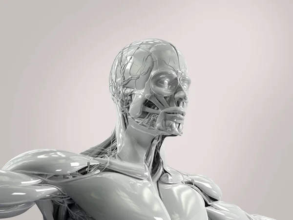 Modelo de anatomia masculina em porcelana — Fotografia de Stock