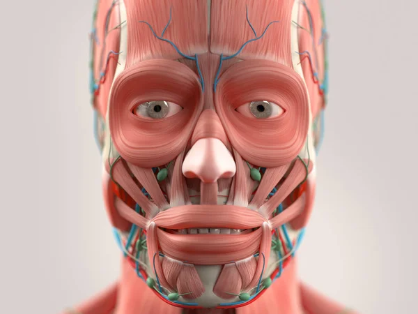 Human face anatomy model — Stock Photo, Image